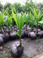 Bibit Kelapa Hibrida Wulung Serat Pink Untuk Obat Pohon Pendek Berbuah. 