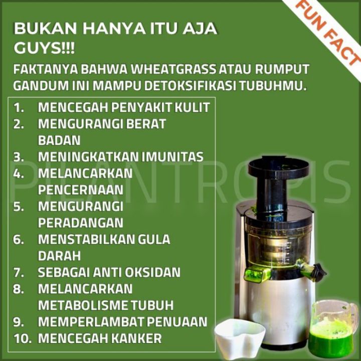 BENIH%20RUMPUT%20GANDUM%20250%20GRAM%20WHEAT%20GRASS%20SEED%20-%20Image%205