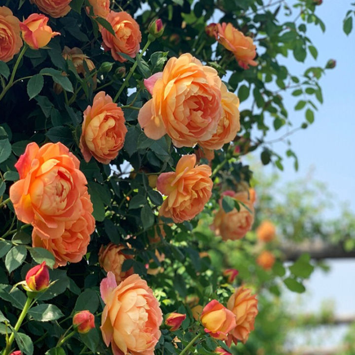 Chinese Jumbo Roses Lady Charlotte, Chinese rose seedlings, climbing vines, big flowers ...