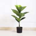 Cây Bàng Singapore - Cây cảnh sân vườn. 