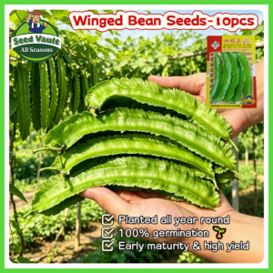 Fast Growing 10pcs Hybrid Sigarilyas Long Winged Bean Seeds for Sale High Yield Winged Seeds for Planting Vegetables Organic Winged Beans Vegetables Seeds for Gardening Fresh Long Sigarilyas Seeds Balcony Bonsai Veggies Plant Seed Sigarilyas Seedlings