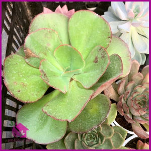 Sen Đá Bèo Suyon size trung 8-10 cm cây già khỏe