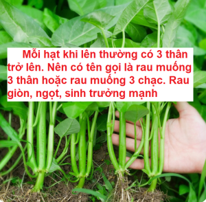 (NHẬP KHẨU) Hạt giống rau muống 3 chạc nhập khẩu hàng công ty nội địa Trung - Hoang My food and beauty