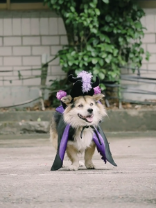 Halloween Dog Costume Cloak Devil Horn Hat Popular Pet Cosplay Cloak Dog Party Roleplaying Accessory Pet Festival Costume