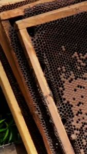 Madu Lavi Nektar Bunga Akasia Carpa 500gram Real Raw Honey Bee