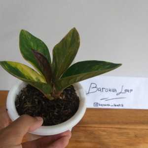 Tanaman Hias Jemani Mangkok Tornado Varigata Anthurium Jemani Mangkuk Tornado Variegata