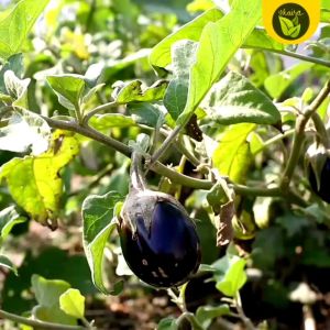 Black Beauty Eggplant Seeds: A Guide to Growing Your Outdoor Garden