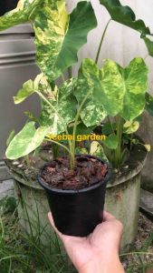 บอนนาญี่ปุ่น yellow splash ด่างจัดทุกต้น รากแข็งแรง ทักมาเลือกต้นได้ค่ะ