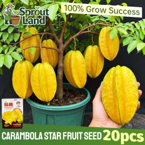 [High Germination] Sweet Star Fruit Carambola Seeds for Planting Fruit Plants (20 Seed) Fresh Carambola Fruit Seeds Edible Tropical Fruit Tree Seeds Dwarf Star Fruit Plant Seeds Heirloom Star Fruit Seedlings Home Garden Balcony Potted Carambola Live Plant