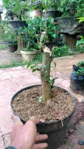 Bahan bonsai anting putri akar bagus