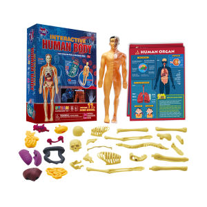 STEAM Big Bang Science Interactive Parts of the Human Body