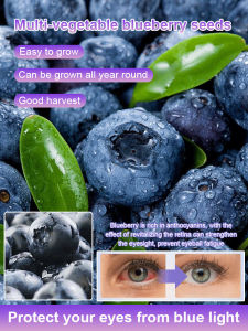 ✨Fresh Fruits/Blueberry Fruits/Blueberry /Best For Eating/Great Sweetness/Excellent Transportability/Easy To Grow/Rich Flavor/Delicious Taste/Small Fruit Scar/Moderate Sourness Multi-variety Blueberry