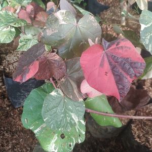 Bibit Tanaman Hias Pohon Waru Varigata