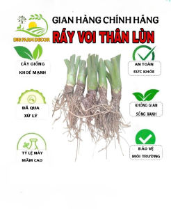 1 cây ráy voi thân lùn giống thích hợp trồng trong nhà
