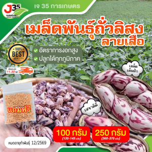 เมล็ดพันธุ์ ถั่วลิสงลายเสือ ถั่วลิสง เต็มเม็ดเต็มฝัก ถั่วจัมโบ้ ถั่ว พันธุ์ถั่วเสือ