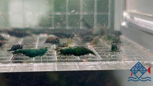 Green Jade Shrimp/Live Shrimp /Shrimp/Neo-Caridina/Freshwater 青玉米虾/活虾/米虾(Sin Quan Aquaculture Enterprise)