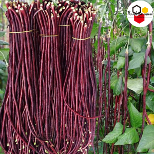 RED SITAO SEEDS (20 Seeds) - Long Red Variety