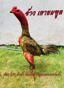 ไข่เชื้อไก่ชน ง่อน100% สายเบอร์แข้งทุบหลัง รับประกันเชื้อ ส่งด่วนทั่วประเทศ