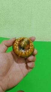 Combo 10 nắp bình trà kiểu nam bộ men nâu