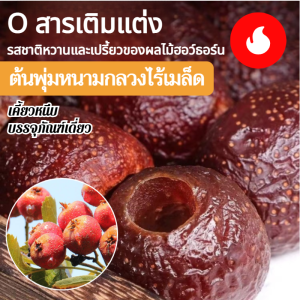 💕ขายร้อน💕ลูกฮอว์ธอร์น ลูกฮอว์ธอร์นไร้เมล็ด ขนมฮอว์ธอร์น ผลไม้แห้ง/ขนมขบเคี้ยว ฮาวธอร์นบอลแห้ง แบบกลวง หวานแหวว เปรี้ยว ฮอว์ธอร์นลําลอง Hollow Seedless Hawthorn