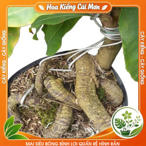 Mai Siêu Bông Bình Lợi Quấn Rễ Hình Rắn - Dáng Cây Độc Lạ Hoa Đẹp Nhiều Cánh Trang Trí Nhà Cửa Sân Vườn Văn Phòng