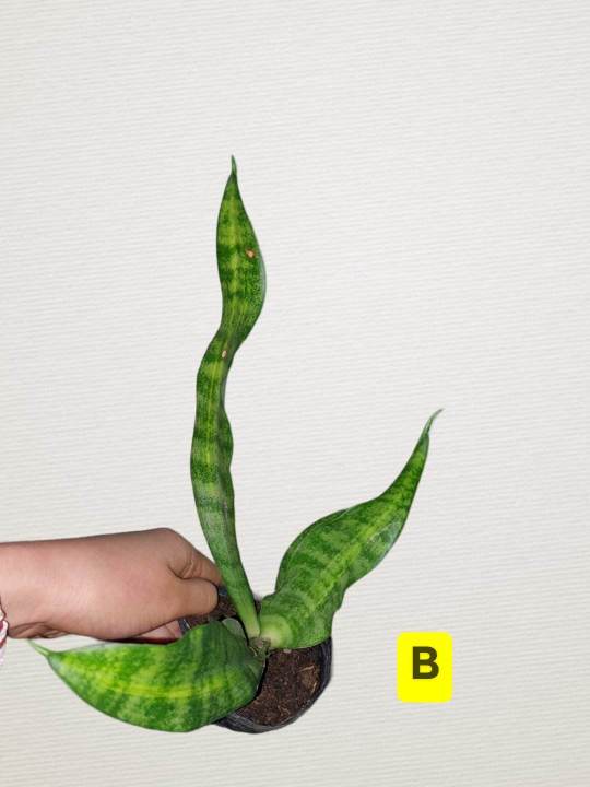 sansevieria trifasciata 'black gold' Sansevieria tri. 'Black gold Superba'