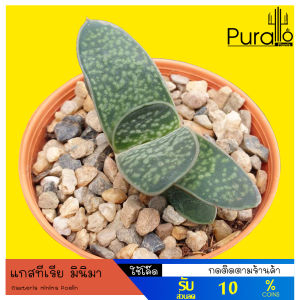 ต้นไม้อวบน้ำ แกสทีเรีย มินิมา - Gasteria minima Poelln (Aloe, Haworthia) หรือต้นไม้อวบน้ำ แกสทีเรีย มินิมา