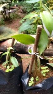 Bibit Stek Vanili Super Sidah Bertunas Siap Tanam