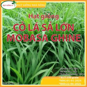 Hạt giống cỏ Mombasa Ghine- Cỏ xả lá lớn-Hạt Giống Cỏ Chăn Nuôi Gia Súc-gói 100gr