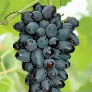 BIBIT ANGGUR IMPORT JOY SEEDLES CEPAT BERBUAH