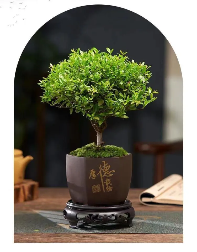 bonsai jellycat Balanced Bonsai Plant Packet — The Learning Tree main image 0
