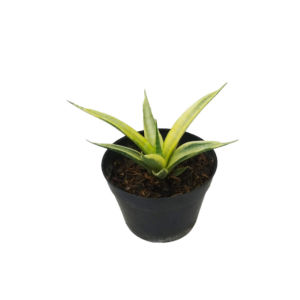 tanaman hias sensivera grasilima variegata