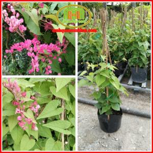 Cây hoa tigon hồng leo giàn ra hoa quanh năm ít sâu bệnh lọc không khí rất tốt | Minh Hân Garden