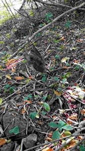 JARING SIAP PASANG p10 JALA PENJEBAK BURUNG CRUCUKAN JARING SIAP TEBAR JARING JEBAK EMPRIT JARING JEBAK KUTUT MURAH JEBAKAN BURUNG CRUCUKAN JOLO MANUK CUCAK JENGGOT JALA PIKAT BURUNG PERKUTUT MURAH JARING PIKAT EMPRIT JARING BURUNG PIKAT SIAP TEBAR JARING
