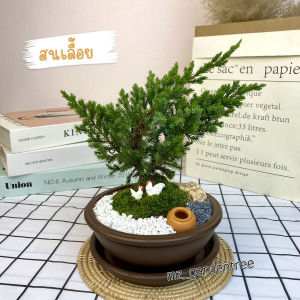 สวนถาดไม้มงคล บอนไซสนเลื้อย กระถางดินเผากลม 6 นิ้ว