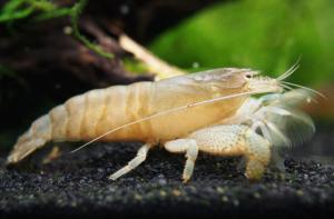 Vampire shrimp | Aquatic | shrimp | Live Pet Fishes | Small Medium Aquarium Fish Pet Fishes | Aquarium | Live animal