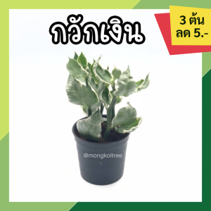 🔥 โปร 2.2 🔥 [แพ๊ก 10 ต้น] กวักเงิน ต้นกวักเงิน กระถาง 3 นิ้ว (พร้อมส่ง!) ต้นไม้มงคล ไม้แดดรำไร ไม้ประดับ ค้าขายรุ่งเรือง ปลูกประดับบ้าน