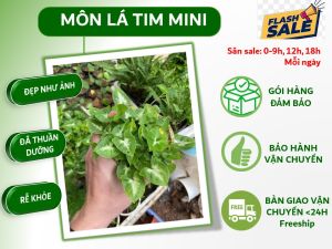 Môn lá tim mini làm terrarium châu mini trang trí bàn làm việc kệ sách.