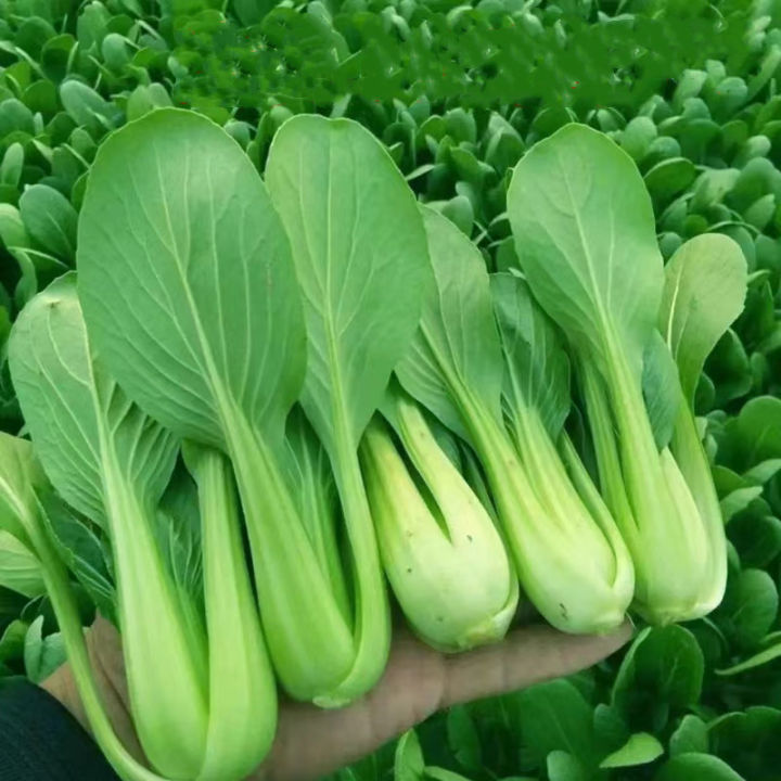 High Yielding Variety Pak Choi Seed Pechay Seeds for Sale Vegetable ...