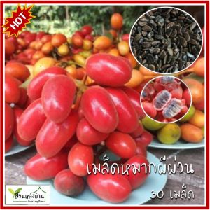 30 เมล็ด หมากผีผ่วน เมล็ดหมากผีผ่วน หมากผีผวน เมล็ดหมากผีผวน หมากผีพวนน้อย เมล็ดหมากผีพวนน้อย นมควาย เมล็ดนมควาย