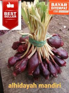 Bawang dayak segar super 1kg