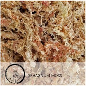 (SG Seller) Sphagnum Moss (Usagi)