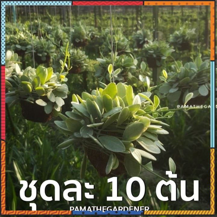 ชุดต้นเดปพันกาบมะพร้าว 10 ต้น พร้อมแขวน