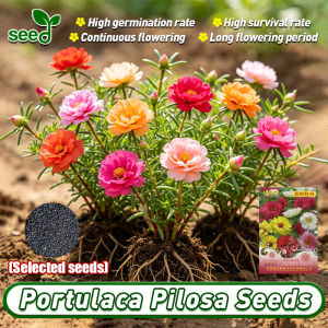 [Selected Seeds] 20pcs/pack Authentic Double Petals Portulaca Seeds for Planting Flowers Rainbow Portulaca Grandiflora Flower Seeds  Moss Rose Bonsai Seed Flowering Plants Seeds Potted Portulaca Live Plants for Sale Indoor Plants Easy To Grow Flower Seed
