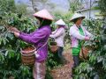 kopi lanang stamina pria Khusus meningkatkan vitalitas pria dewasa mengurangi risiko diabetes memperlancar peredaran darah Juga membuat pria terhindar dari gangguan disfungi isi 100gr. 