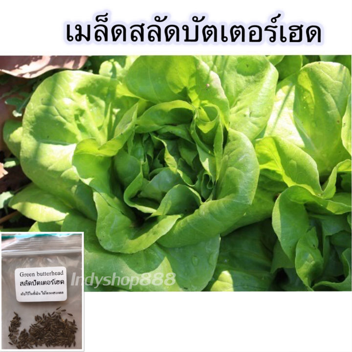 เมล็ดผักสลัดบัตเตอร์เฮด 100 เมล็ด
