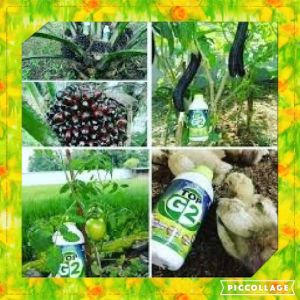 BBM-2 Pupuk Organik TOP G2: Makanan Tambahan & Pupuk Sehat Untuk Tanaman & Ternak