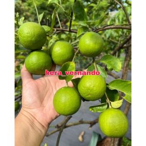 Bibit Jeruk Nipis Jumbo Super