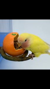 Funny Fruit Shape Bird Parrot Feeder Bowl Cage Pomegranate Food Water Feeding Bowl Container For Crates CagesSupplies