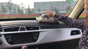 Car Interior Decoration Panda Decor Car Ornament ABS Plush Panda Cool Gift Simulation Panda Toy Auto Dashboard Ornament